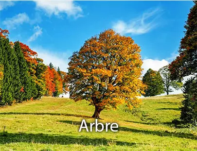 Image arbres